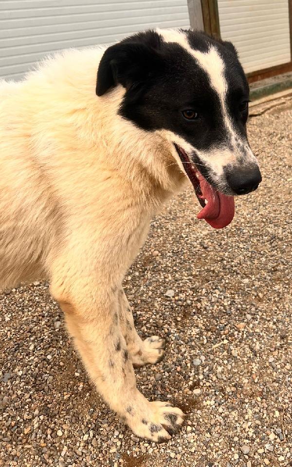 Garofano, giocherellone e affettuoso (maggio 2023) Foto 4